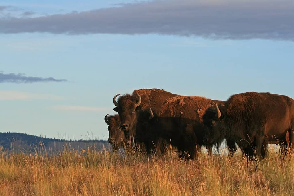 Bison in Montana: Discover an Inspiring Legacy at Harlow Ranch 1 bison in montana