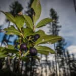 Montana Huckleberries: A Unique and Celebrated Sweet Sign of Summer in Trout Creek 3 montana huckleberries