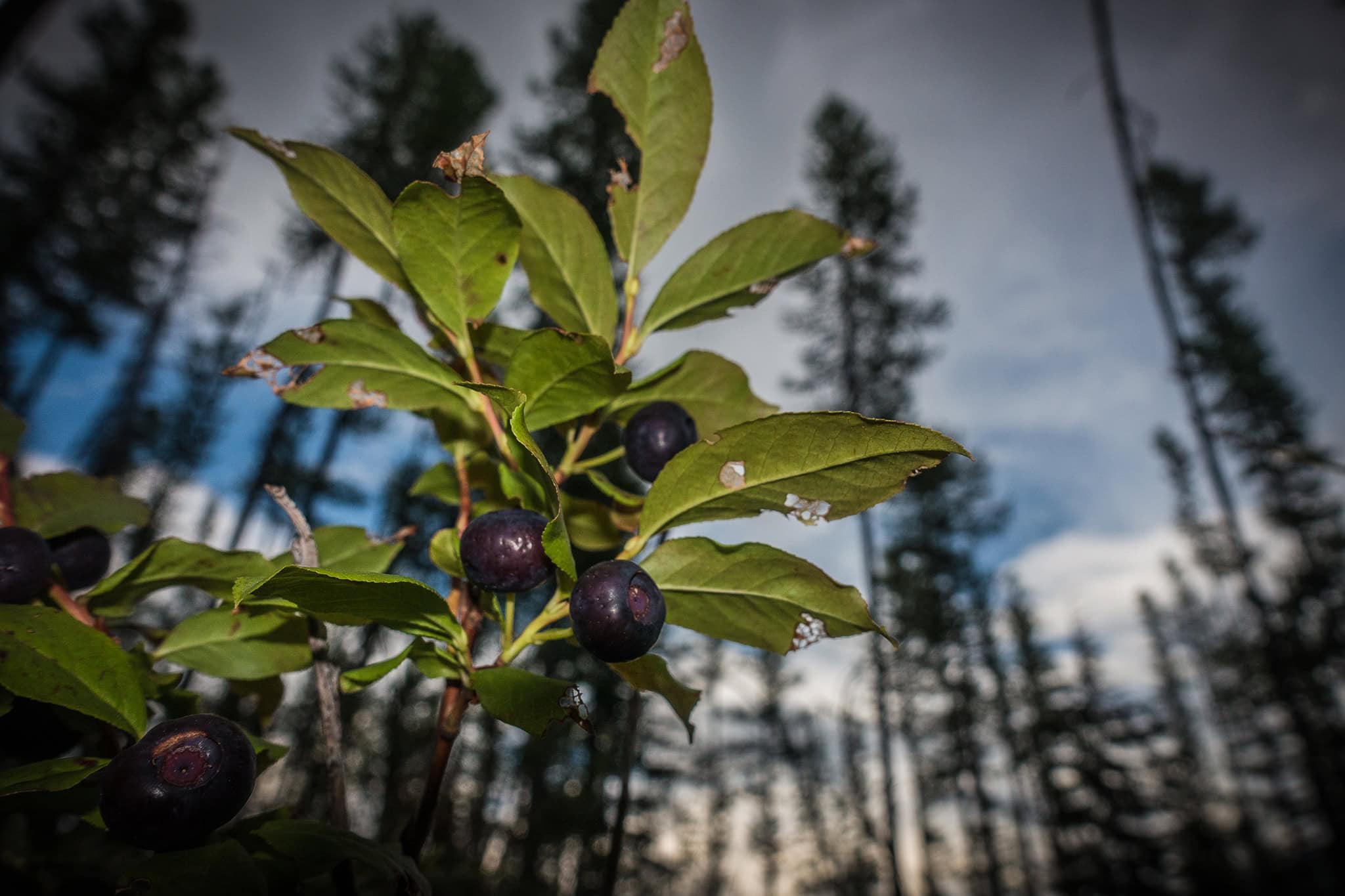 montana huckleberries